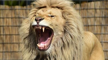 Τραγωδία σε ζωολογικό κήπο: Νεαρός βρέθηκε σε χώρο με λιοντάρια και έχασε τη ζωή του