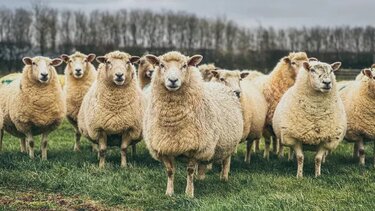 Κρούσμα ευλογιάς στον ΕΛΓΟ ΔΗΜΗΤΡΑ στα Γιαννιτσά!