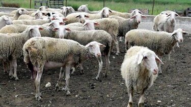 Eυλογιά των αιγοπροβάτων: Εμφανίστηκε κρούσμα στην Άνδρο