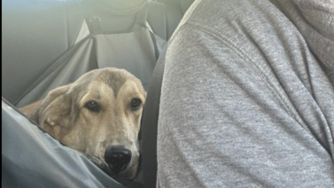 Πήγαινε στο κυνοκομείο αλλά από "λάθος συνεννόηση" βρέθηκε στον δρόμο