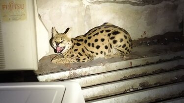 Αγριόγατα Σερβάλ