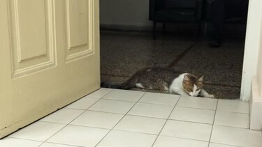 γατα Ηράκλειο ψιψίνα