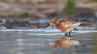 Δρεπανοσκαλίδρα