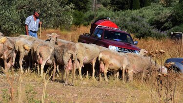 Κτηνοτρόφος, πρόβατα, κοπάδι