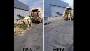 απορρίμματα κλαδιά 