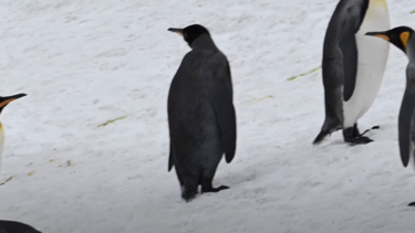 ολόμαυρος πιγκουίνος 