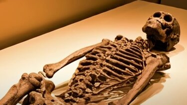 ανθρώπινο είδος