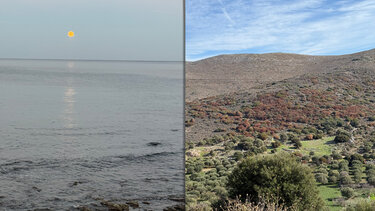 Ελαιώνες θάλασσα