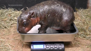 Πυγμαίος Ιπποποταμος