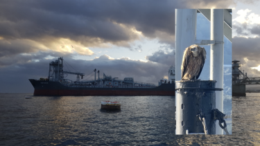 γυπας και πλοιο