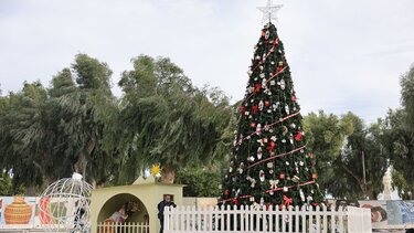 Ηράκλειο, δέντρο