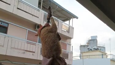 γάτος Αγρίνιο