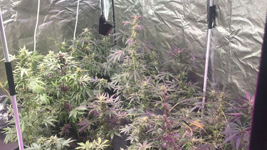 Υδροπονική Κάνναβη