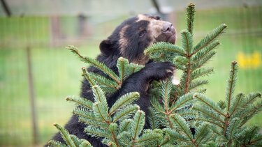 Ζώα-ανακύκλωση