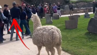 Λάμα, Περού