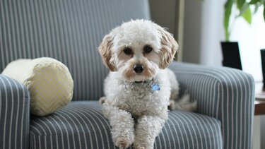 Σκύλος στην πολυθρόνα