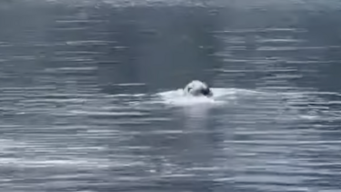 φωκια στη λιμνη