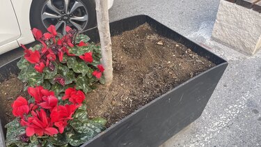 Ζαρντινιέρες, Λεωφόρος Καλοκαιρινού