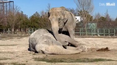 Ελεφαντίνα