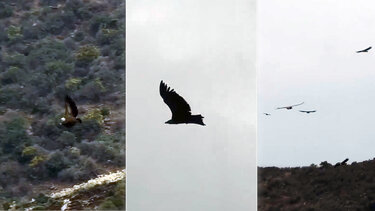 Γυπαετοί, Μπαλί