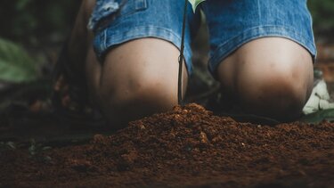 δενδροφύτευση