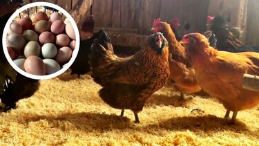 κότες, αυγά