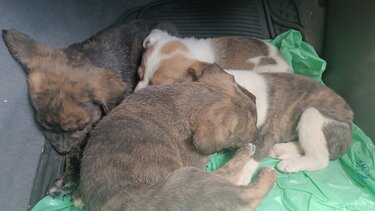 Κουτάβια εγκατάλειψη