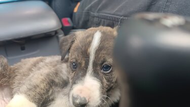 Κουτάβια εγκατάλειψη