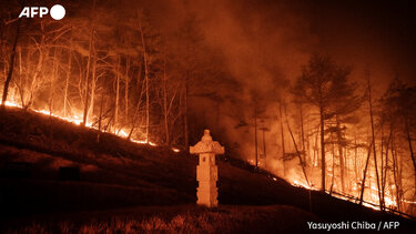 pyrkagia_notia_korea