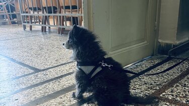 Σκυλάκι δικαστήρια Ηράκλειο