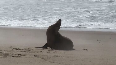 Θαλάσσσιο Λιοντάρι