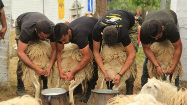 Πρόβατα Ασή Γωνιά Αγίου Γεωργίου