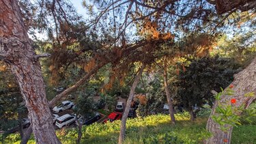 "Όταν τα δέντρα γέρνουν και γερνούν"