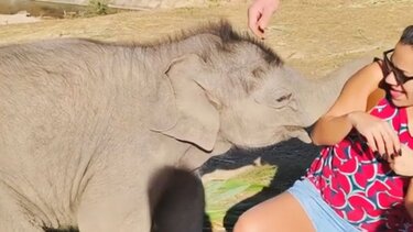 ελεφαντάκι