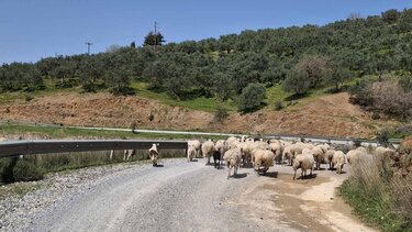 fragma aposelemi provata