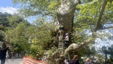 Κράσι, Πλάτανος