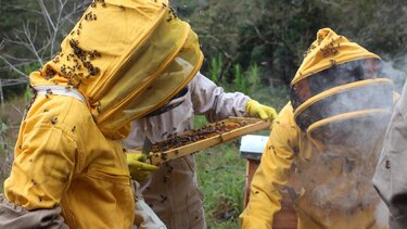 Μελισσοκομία