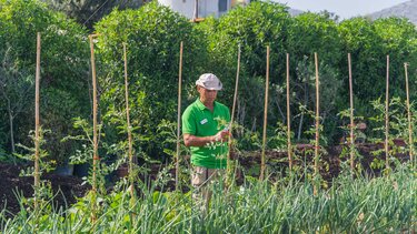 Αναγεννητική γεωργία