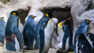 πιγκουίνοι