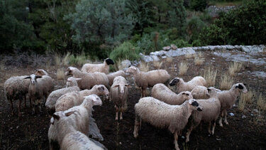 Πρόβατα, κοπάδι