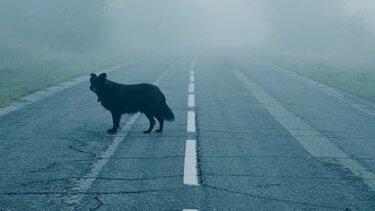 Σκύλος δρόμος 