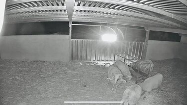 Βοσκότοπος, Μεσαρά