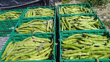 Χωράφι Ράφι Macc