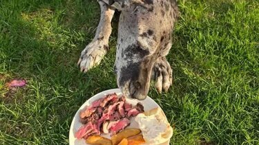 Το τελευταίο γεύμα του αγαπημένου του σκύλου και το συγκινητικό μήνυμα από το εστιατόριο