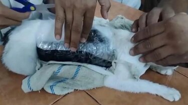 Γάτα, Ναρκωτικά