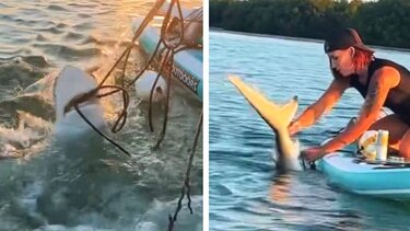 γυναίκα, καρχαρίας