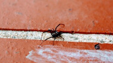 αράχνη, μαύρη χήρα