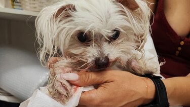 χανιά σκυλάκι