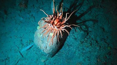 οικοσύστημα 