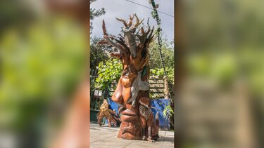 κορμος ευκάλυπτου